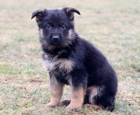 Young German Shepherd puppy sitting on grass with fluffy black and tan coat, soft floppy ears, and curious expression outdoors