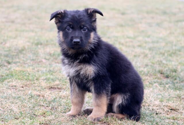 Young German Shepherd puppy sitting on grass with fluffy black and tan coat, soft floppy ears, and curious expression outdoors image