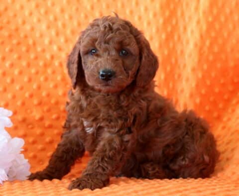Chocolate-colored Mini Goldendoodle puppy sitting on an orange textured blanket beside white flowers, showcasing a fluffy curly coat, dark expressive eyes, and an alert, gentle demeanor