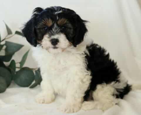 Kipper Cavapoo