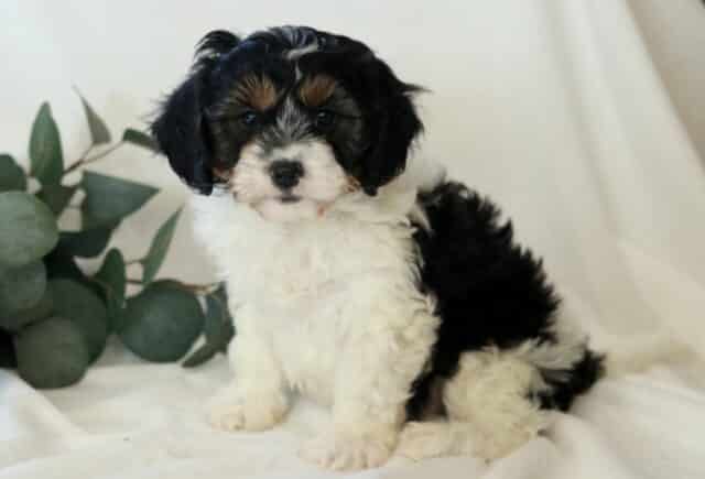 Kipper Cavapoo image