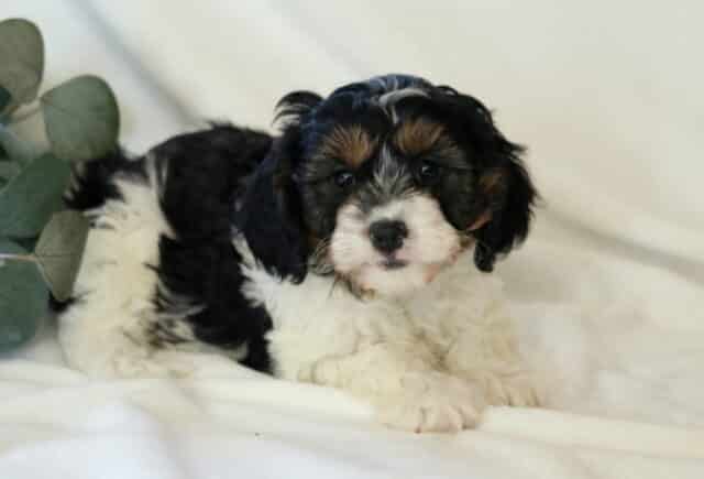 Kipper Cavapoo2 image
