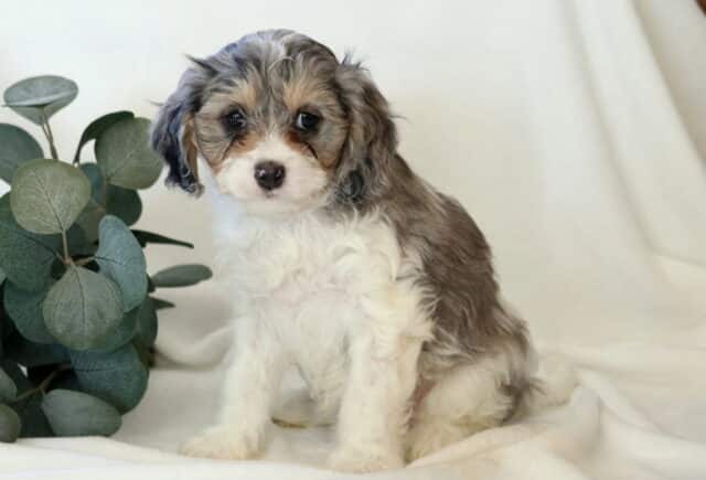 Kira Cavapoo image