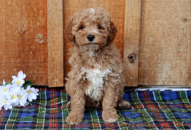 Mini Poodle puppy with a light apricot curly coat and white chest sitting on a plaid blanket next to white flowers, photographed in front of a rustic wooden backdrop, highlighting a fluffy, hypoallergenic Mini Poodle puppy with a calm, attentive expression. image
