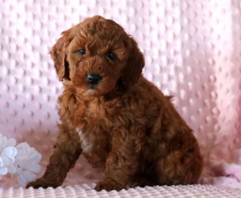 Mini Goldendoodle puppy with a deep red curly coat sitting on a soft pink textured blanket beside white flowers, featuring bright eyes, plush curls, and a sweet teddy bear expression