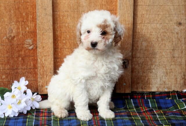 Mini Poodle puppy with a soft cream-and-white curly coat and light apricot markings on the ears, sitting on a plaid blanket beside white flowers against a rustic wooden backdrop, showcasing a gentle expression and fluffy hypoallergenic coat. image