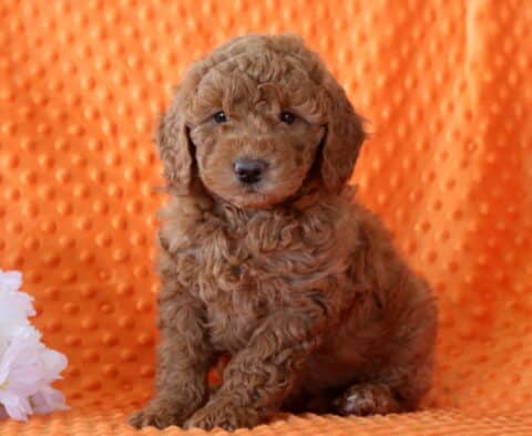 Apricot Mini Goldendoodle puppy sitting on an orange textured blanket beside white flowers, showcasing a fluffy curly coat and gentle, alert expression
