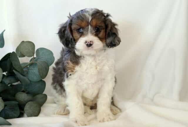 Kobe Cavapoo2 image