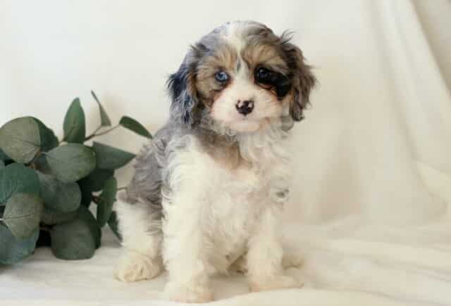 Adorable blue merle Cavapoo puppy with gray, white, and tan markings sitting on a soft white blanket beside eucalyptus greenery, featuring fluffy wavy fur, striking blue eyes, a speckled black-and-pink nose, and a sweet, curious expression image