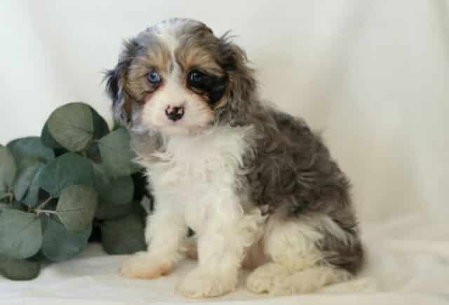 Sweet blue merle Cavapoo puppy with soft gray and white wavy fur, tan accents, and one striking blue eye, sitting on a white blanket beside eucalyptus greenery, featuring a speckled nose and a gentle, curious expression image