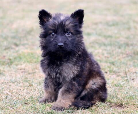 Fluffy black and tan German Shepherd puppy sitting on grass with alert ears and bright eyes, outdoor puppy photo