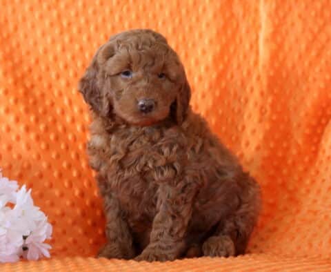 Curly apricot Mini Goldendoodle puppy sitting on an orange textured blanket beside white flowers, showcasing a fluffy coat and gentle expression