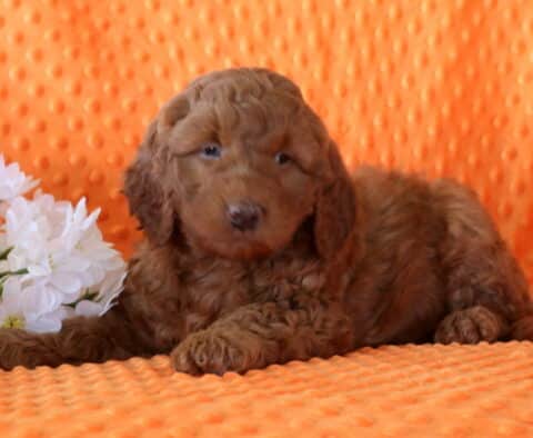 Apricot Mini Goldendoodle puppy lying on an orange textured blanket next to white flowers, featuring a soft curly coat and calm, sweet expression