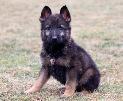 Young German Shepherd puppy with upright ears sitting on grassy ground, fluffy black and tan coat in natural outdoor setting
