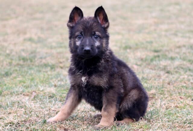 Young German Shepherd puppy with upright ears sitting on grassy ground, fluffy black and tan coat in natural outdoor setting image