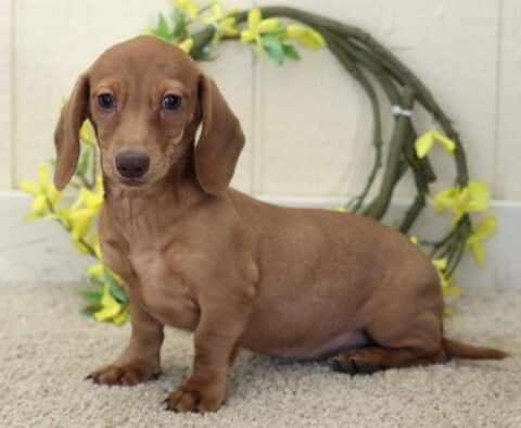 Chocolate Mini Dachshund puppy sitting on a soft beige carpet with a yellow floral wreath backdrop, featuring a smooth coat, long body, and gentle, curious expression.