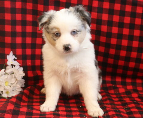 Lacy Mini Aust Shepherd