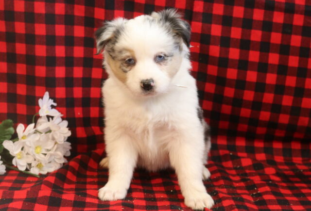 Lacy Mini Aust Shepherd image