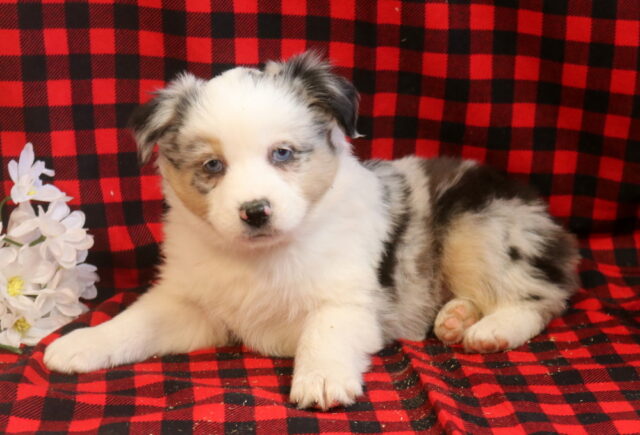 Lacy Mini Aust Shepherd2 image