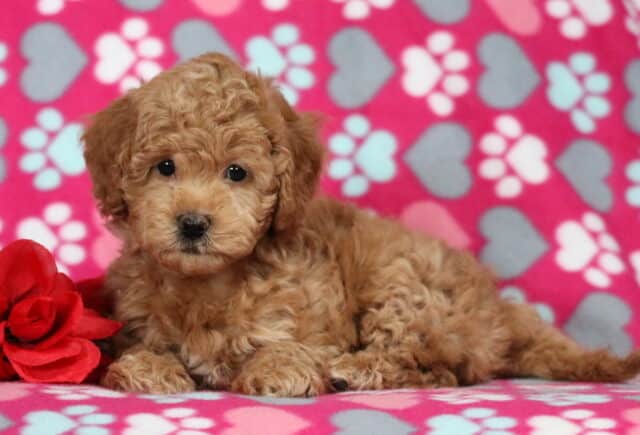 Apricot Bichpoo puppy lying down on a pink heart and paw-print blanket beside a red rose, featuring a soft curly coat and sweet dark eyes image