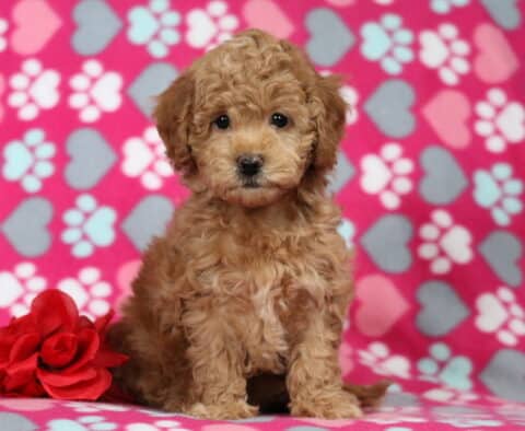 Curly apricot Bichpoo puppy sitting on a pink heart and paw-print blanket next to a red rose, with a plush coat and bright, expressive eyes