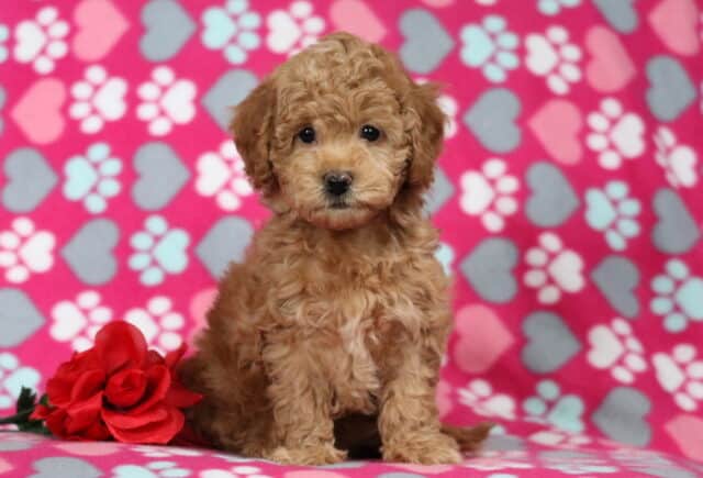 Curly apricot Bichpoo puppy sitting on a pink heart and paw-print blanket next to a red rose, with a plush coat and bright, expressive eyes image