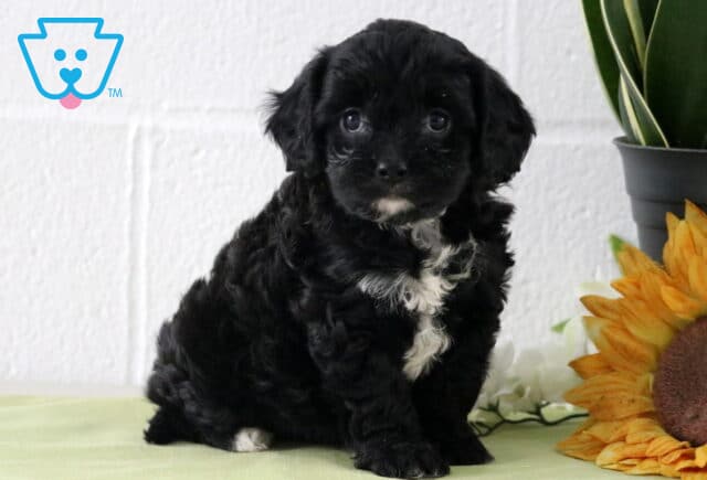 Black Cavapoo puppy with a soft curly coat and small white chest marking, sitting on a light green blanket beside a sunflower and potted plant. image