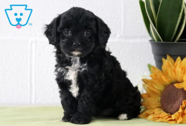 Black Cavapoo puppy with a curly coat and white chest patch, sitting on a light green blanket next to a sunflower and potted plant. image