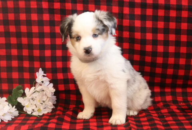 Lala Mini Aust Shepherd image