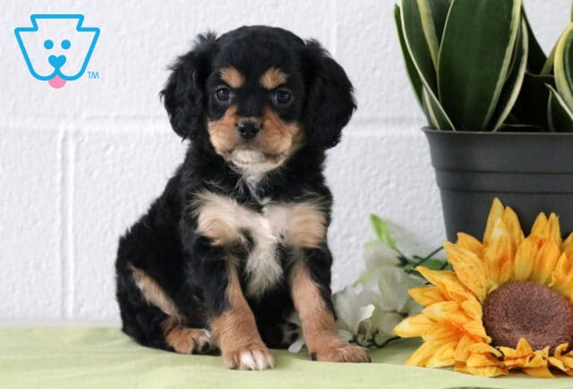 Black and tan Cavapoo puppy with a soft, wavy coat and white chest markings, sitting on a light green blanket beside a sunflower and potted plant against a white backdrop. image