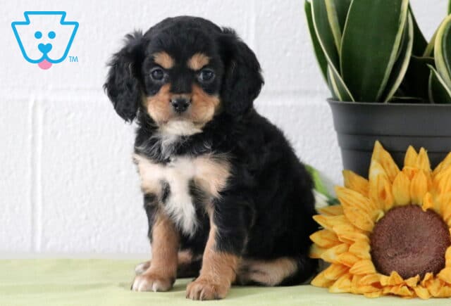 Black and tan Cavapoo puppy with a fluffy, wavy coat and white chest patch, sitting on a light green blanket beside a sunflower and potted plant against a white backdrop. image