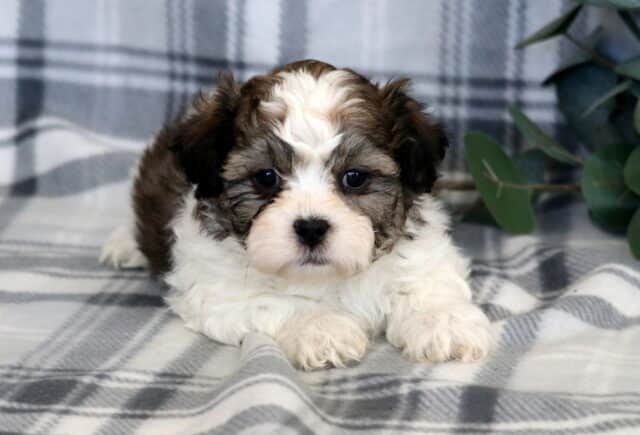 Sweet Shichon puppy lying on a gray plaid blanket with fluffy white and brown fur, a round teddy-bear face, dark soulful eyes, soft wavy coat, and tiny paws tucked forward, photographed beside subtle greenery. image