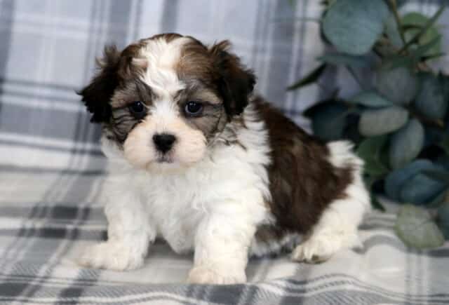 Adorable Shichon puppy standing on a gray plaid blanket with a fluffy white and chocolate-brown coat, rounded teddy-bear face, dark expressive eyes, soft wavy fur, and compact build, posed beside green eucalyptus leaves. image