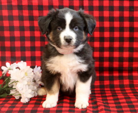 Landon Mini Aust Shepherd