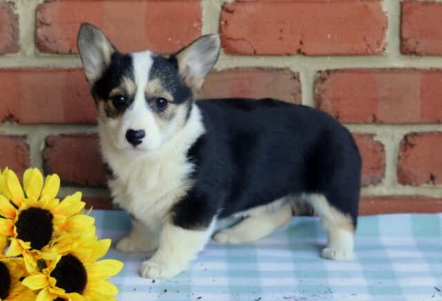 Layla Corgi image