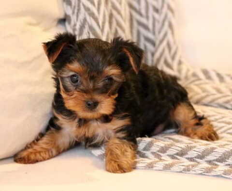 Tiny black and tan Yorkie puppy lying on a soft couch with a textured throw blanket, gazing sweetly toward the camera.