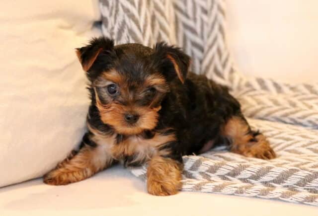 Tiny black and tan Yorkie puppy lying on a soft couch with a textured throw blanket, gazing sweetly toward the camera. image