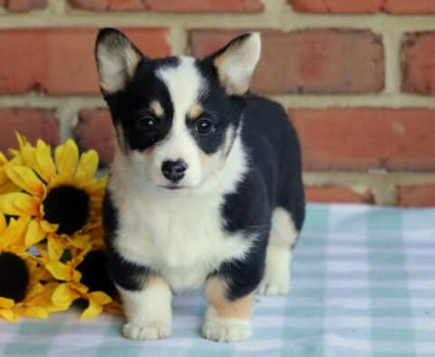 Leah Corgi