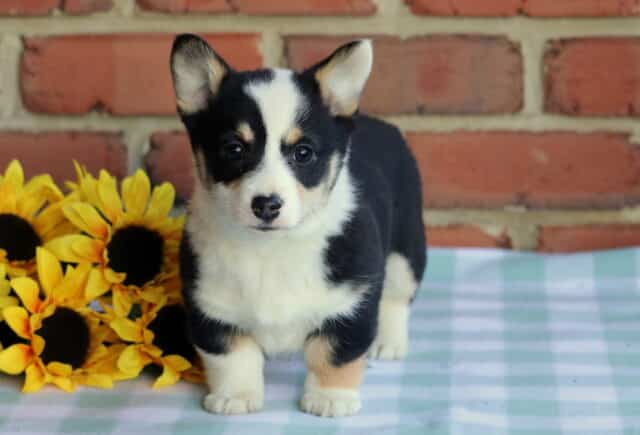 Leah Corgi image