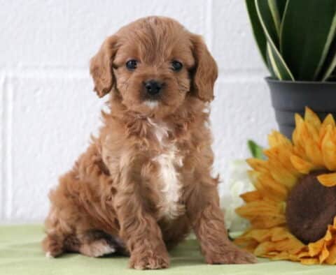 Lee Cavapoo
