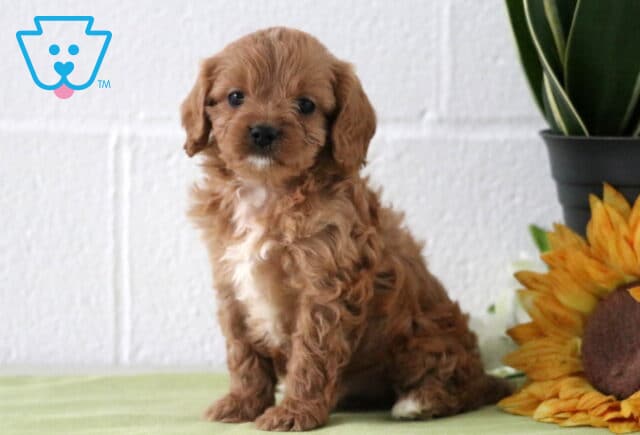Red Cavapoo puppy with a fluffy, curly coat and small white chest patch, sitting on a light green blanket beside a sunflower and potted plant against a white backdrop. image