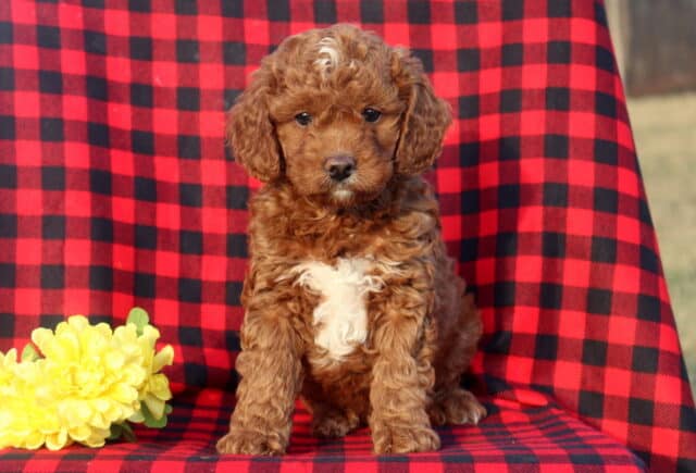 Mini Goldendoodle puppy with a rich apricot curly coat and a white chest patch sitting upright on a red and black buffalo plaid blanket, posed beside bright yellow flowers and looking directly at the camera. image