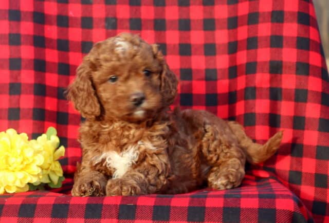 Mini Goldendoodle puppy with a warm apricot curly coat and a small white chest marking lying on a red and black buffalo plaid blanket, posed next to bright yellow flowers and looking off to the side. image