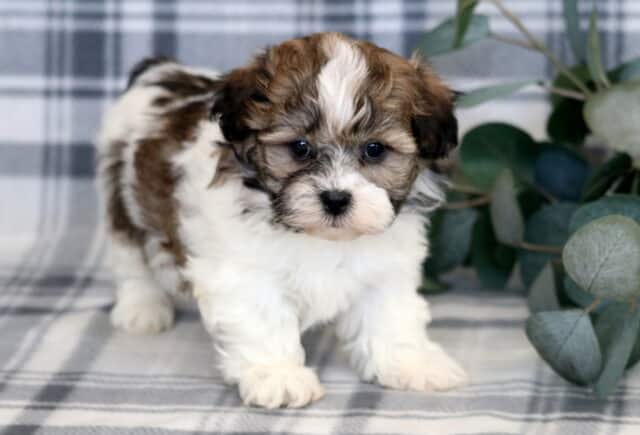 Fluffy Shichon puppy with a soft brown, black, and white coat standing on a gray plaid blanket, featuring a round teddy-bear face, dark expressive eyes, and a curious, gentle stance beside greenery. image