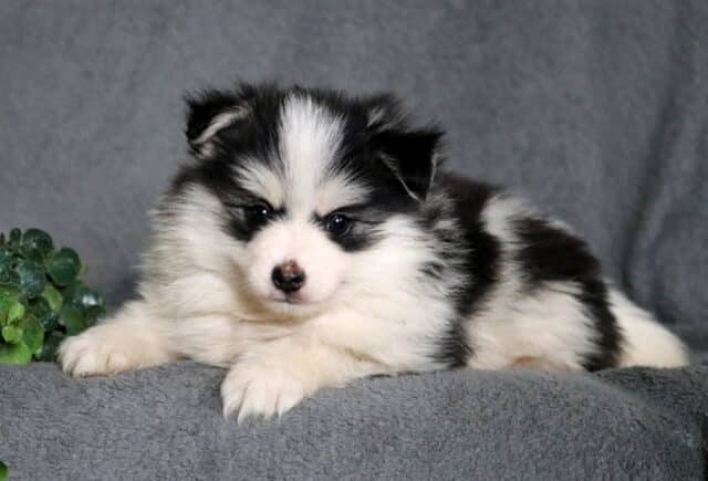 Fluffy Pomsky puppy with a black and white coat and bright eyes, resting on a soft gray blanket with front paws stretched forward and a sweet, relaxed expression. image