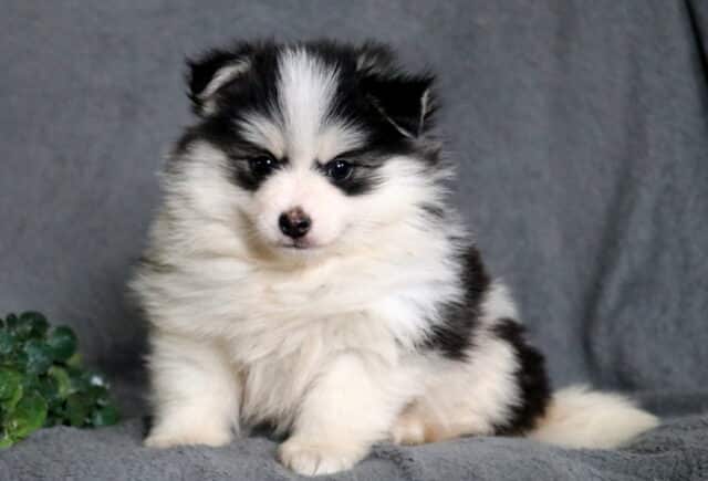 Fluffy Pomsky puppy with a black and white coat and bright eyes, sitting on a soft gray blanket with a plush, teddy-bear appearance and a sweet expression. image