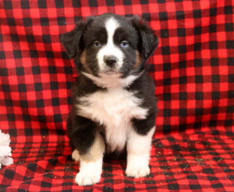 Lenny MIni Aust Shepherd