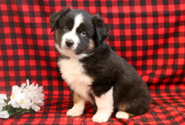 Lenny MIni Aust Shepherd2 image