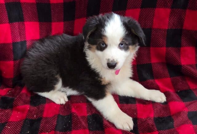 Lenny Mini Aust Shepherd Puppy image