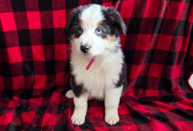 Lenny Mini Aust Shepherd Puppy2 image